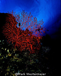 Red Reef - Image talen in Northern Fiji Islands with a Ni... by Mark Westermeier 